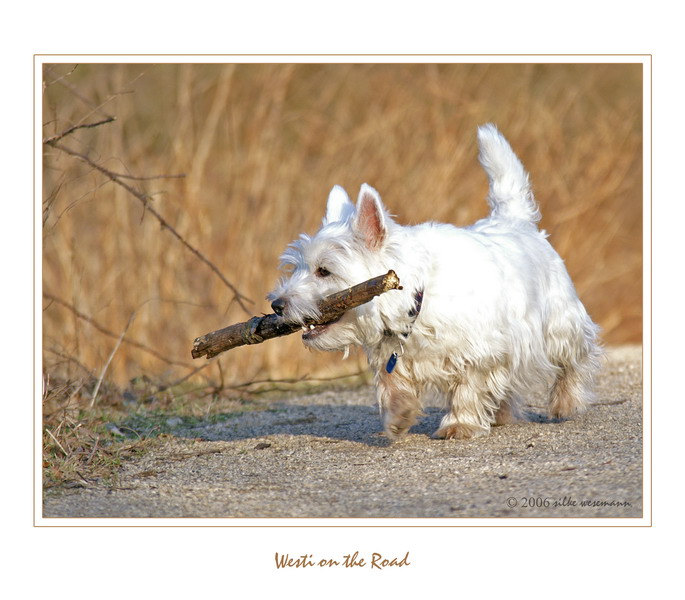 Heute auf der Hundewiese