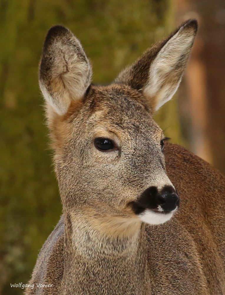 Heute auf der Jagd,