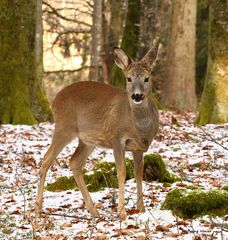 Heute auf der Jagd,