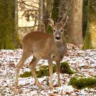 Heute auf der Jagd,