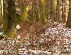 Heute auf der Jagd,