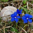 Heute auf der Wacholderheide