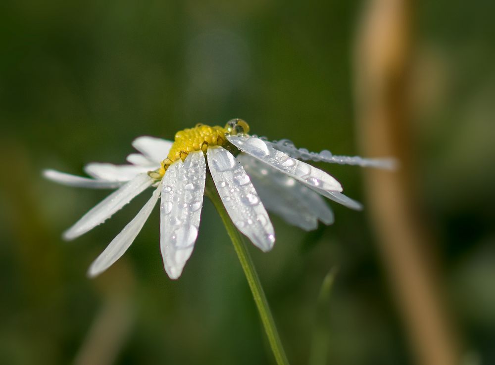 heute auf der Wiese