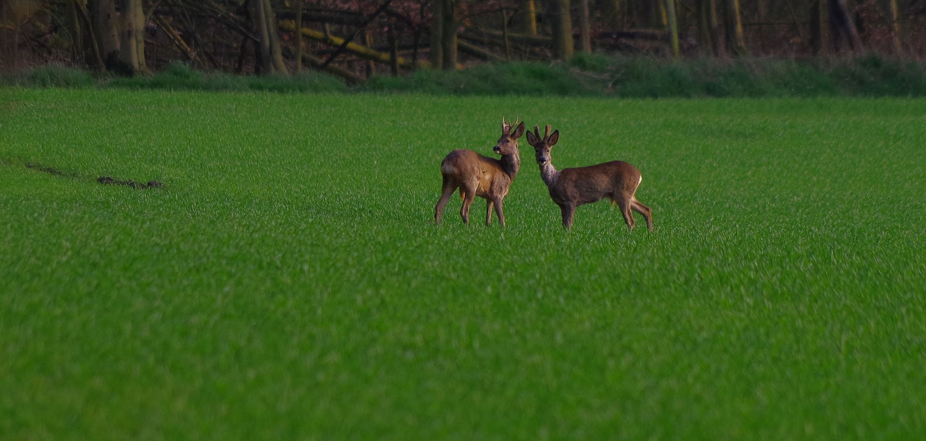 Heute auf der Wiese