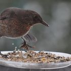 Heute auf meinem Balkon