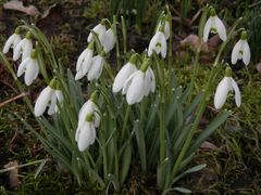 Heute aufgeblüht - Frühjahrsblüher im Januar