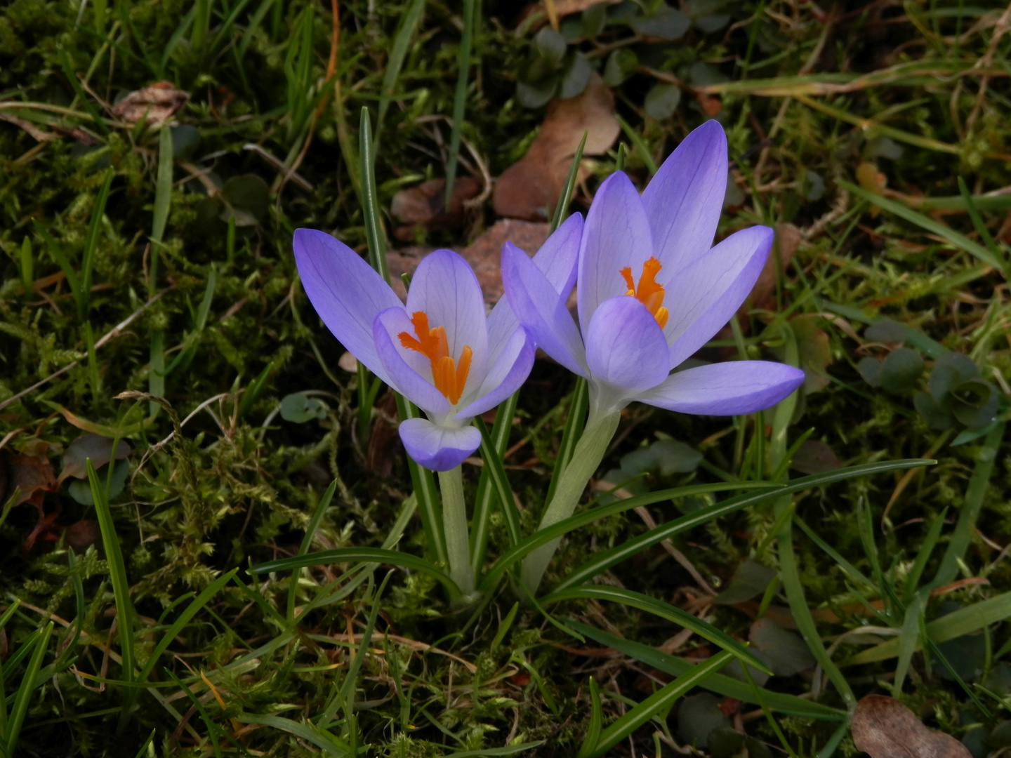 Heute aufgeblüht - Frühjahrsblüher im Januar