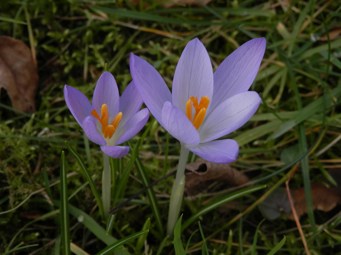 Heute aufgeblüht Frühjahrsblüher im Januar Foto & Bild winter