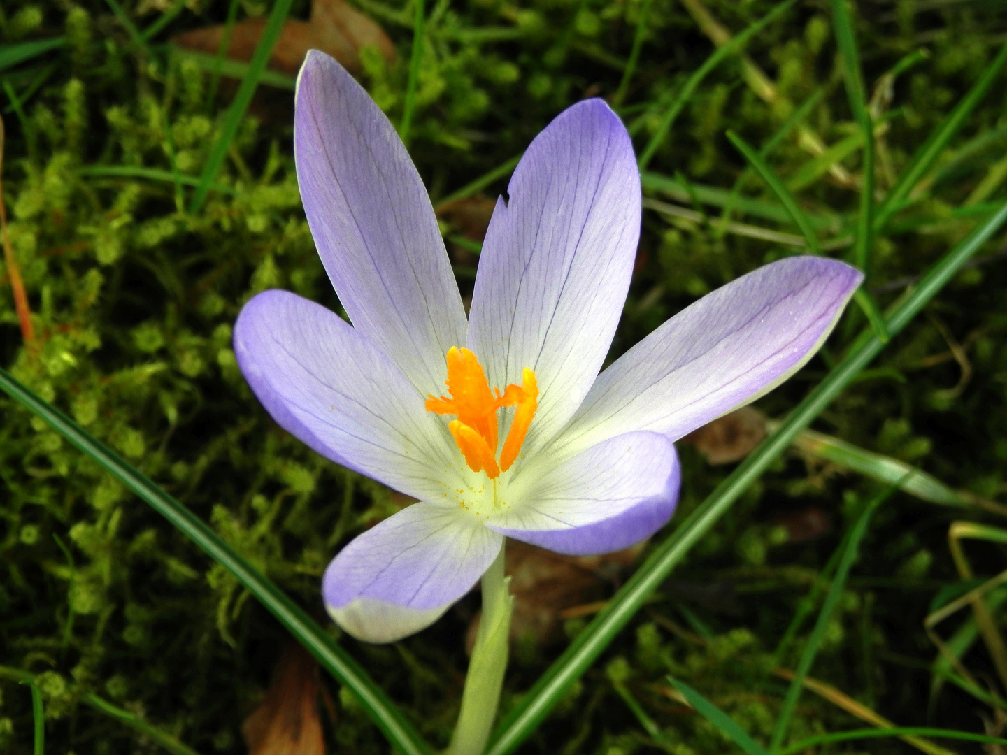 Heute aufgeblüht - Frühjahrsblüher im Januar