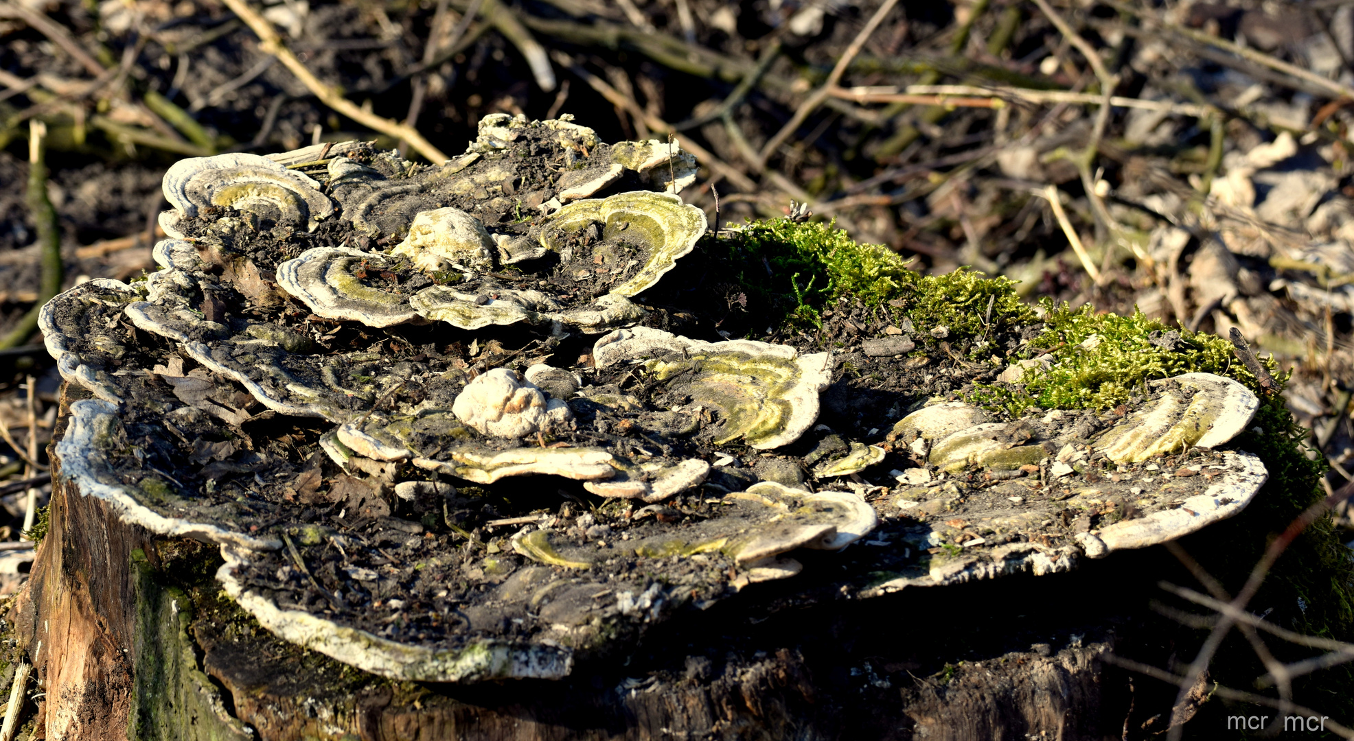 Heute: Austern mit Seetang...