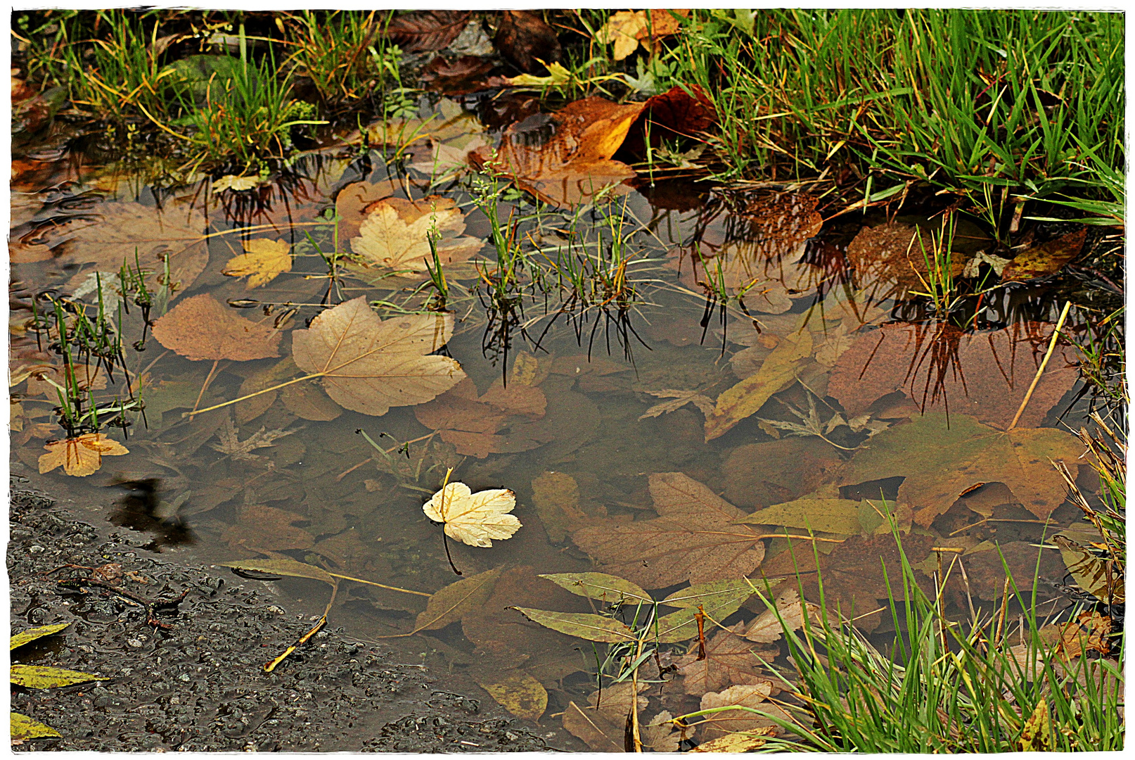 Heute baden die Bätter