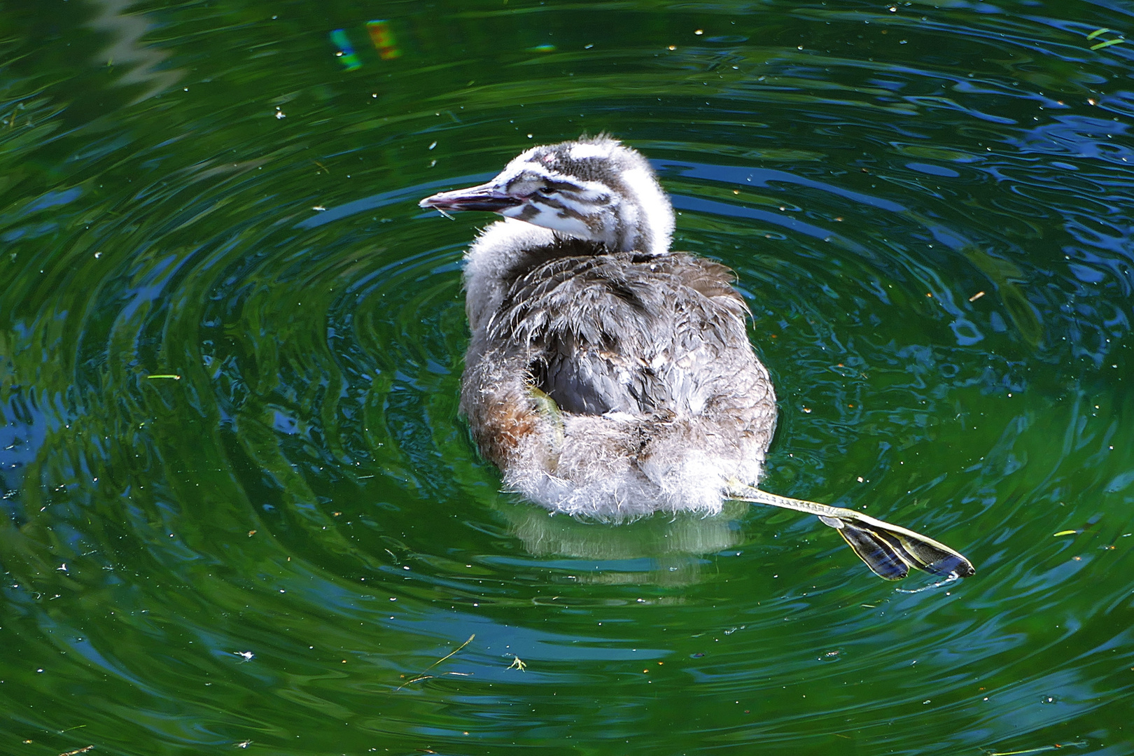 heute badet der Nachwuchs