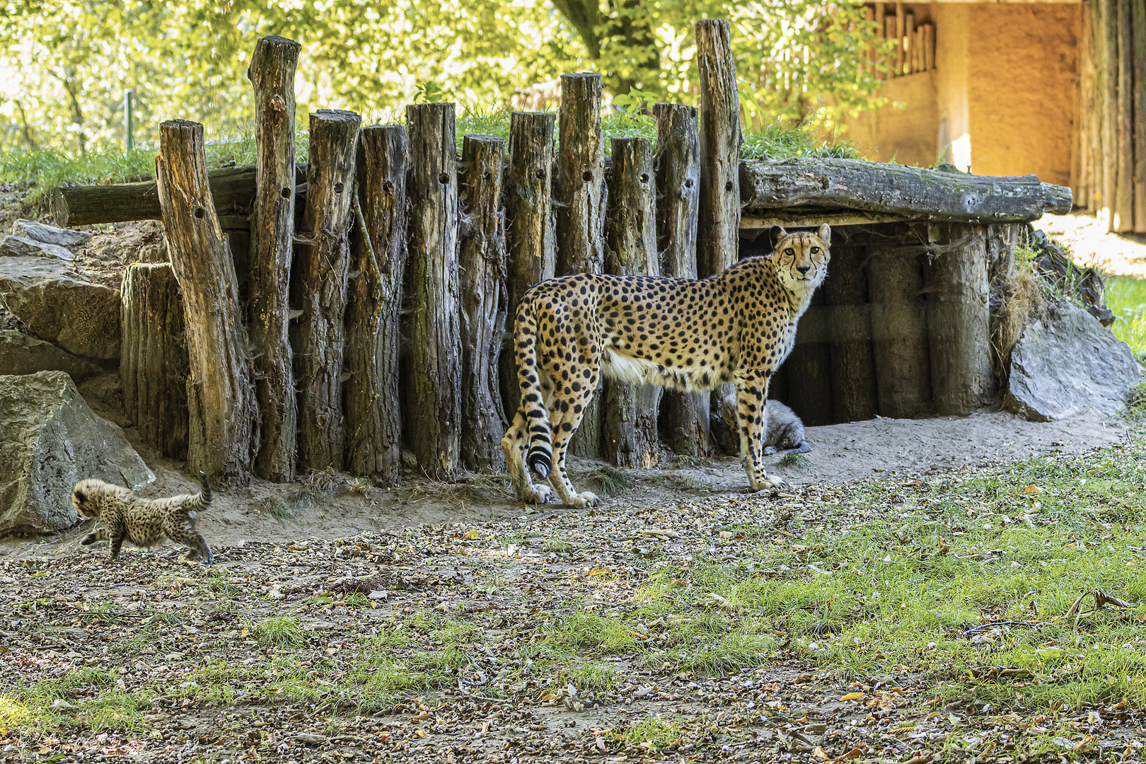 Heute bei den Geparden im Allwetterzoo Münster.