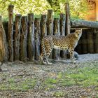 Heute bei den Geparden im Allwetterzoo Münster.