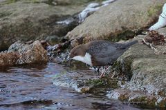 Heute bei den Wasseramseln - 2