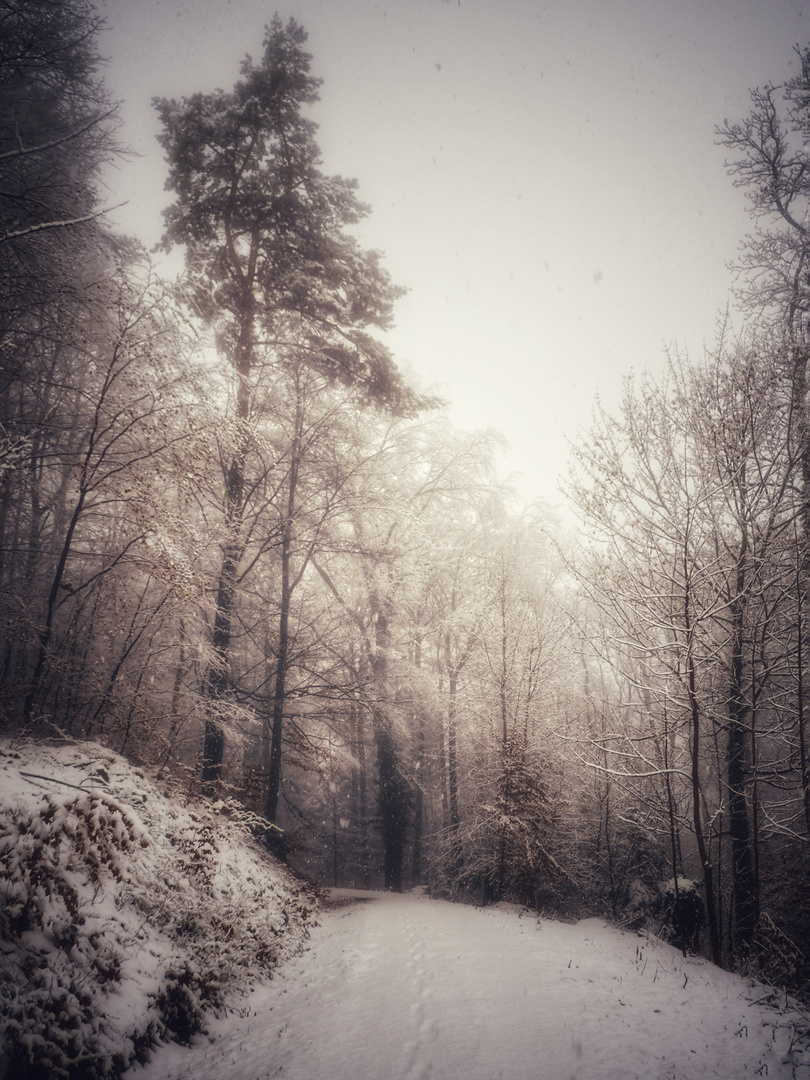 heute bei der hunderunde (3)