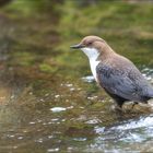 Heute bei der Wasseramsel