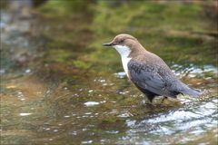 Heute bei der Wasseramsel