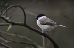 Heute bei der Zählung der Wintervögel ...