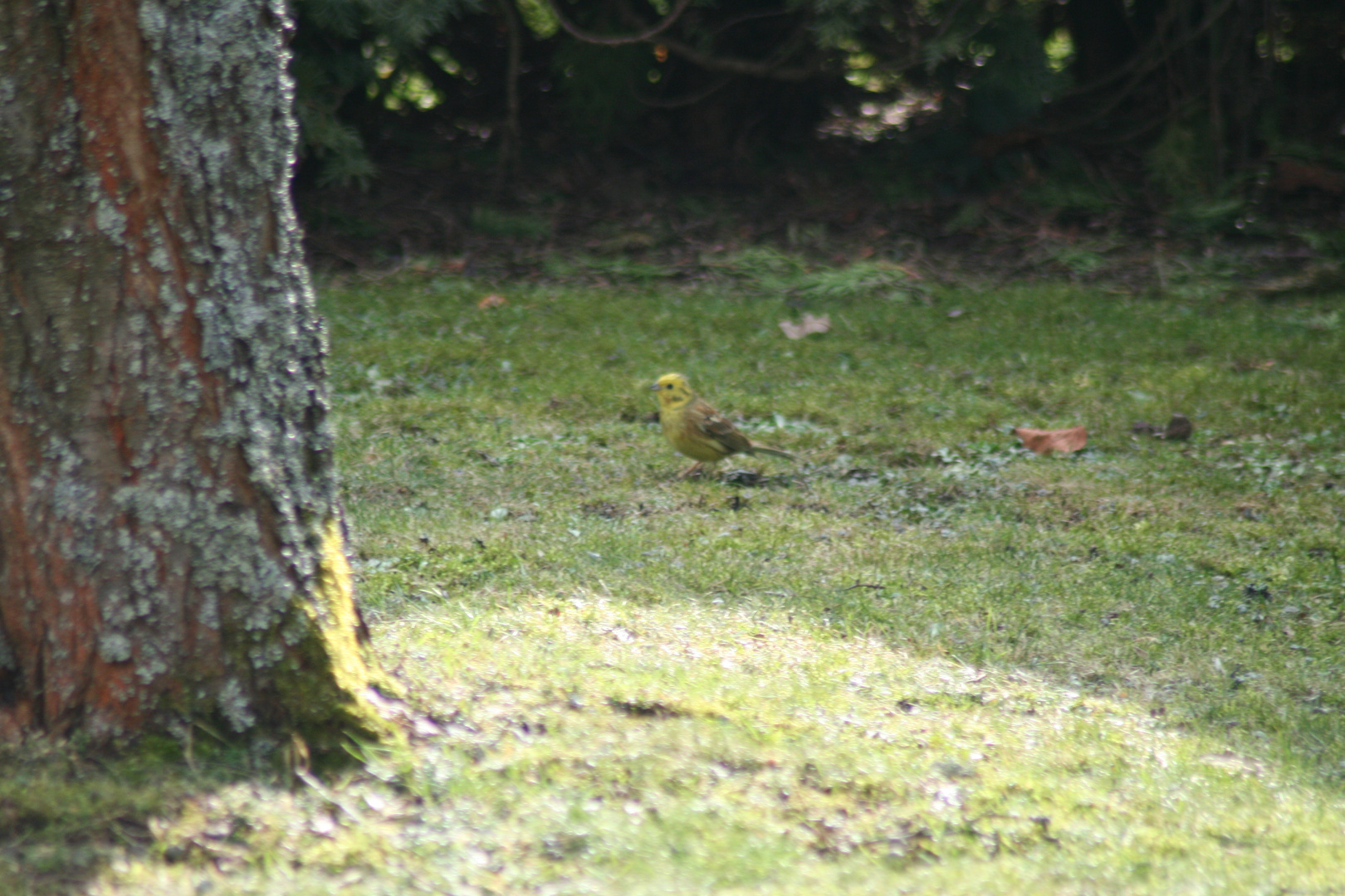 Heute bei mir im Garten