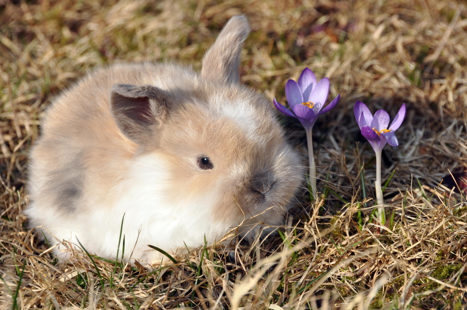 Heute bei mir im Garten......Osterhasen-Shooting..!!