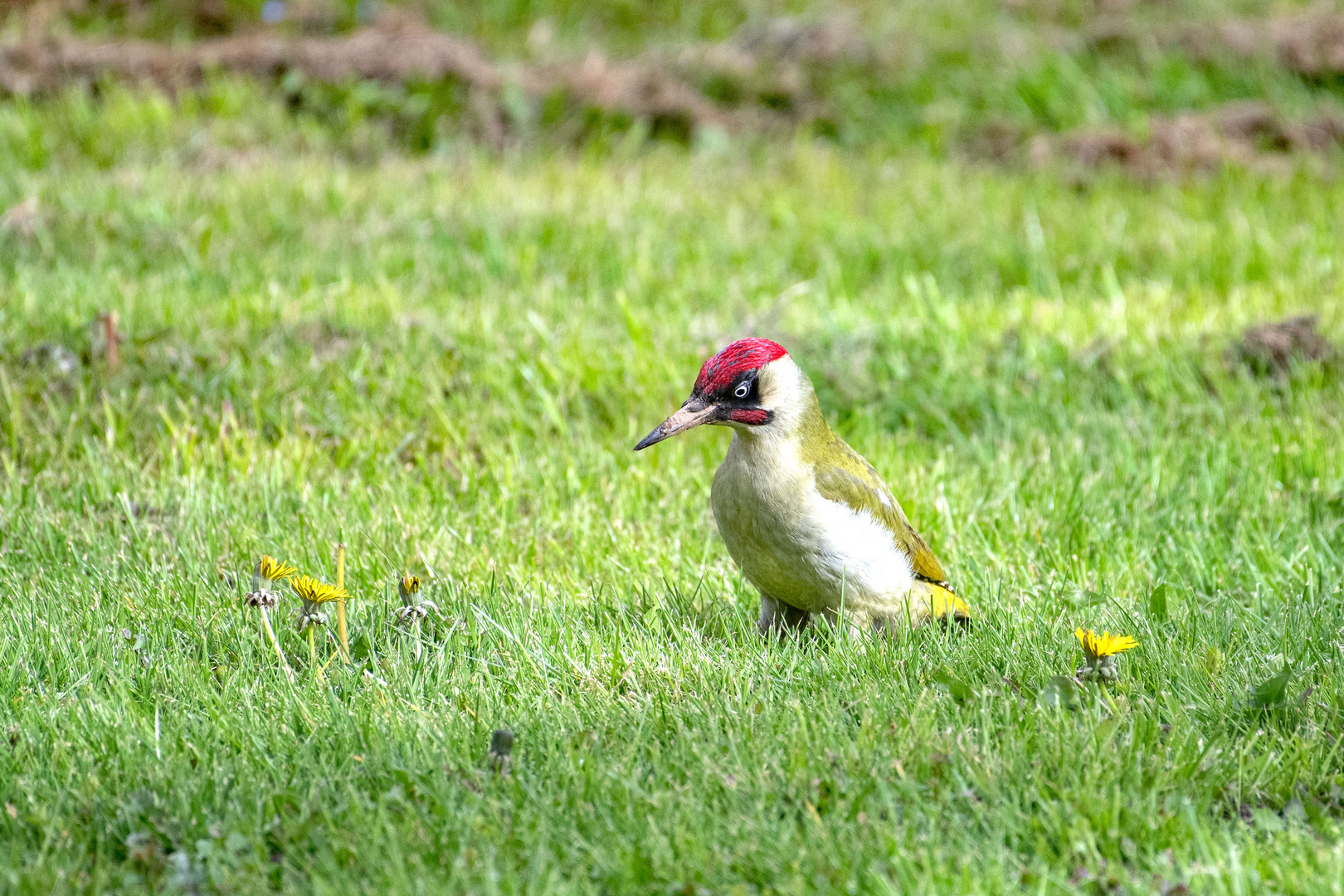 Heute bei uns im Garten: Ein Grashüpfer?