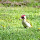 Heute bei uns im Garten: Ein Grashüpfer?