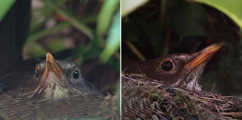 heute beim Brüten erwischt