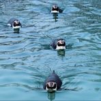 Heute beim Formations Schwimmen ...