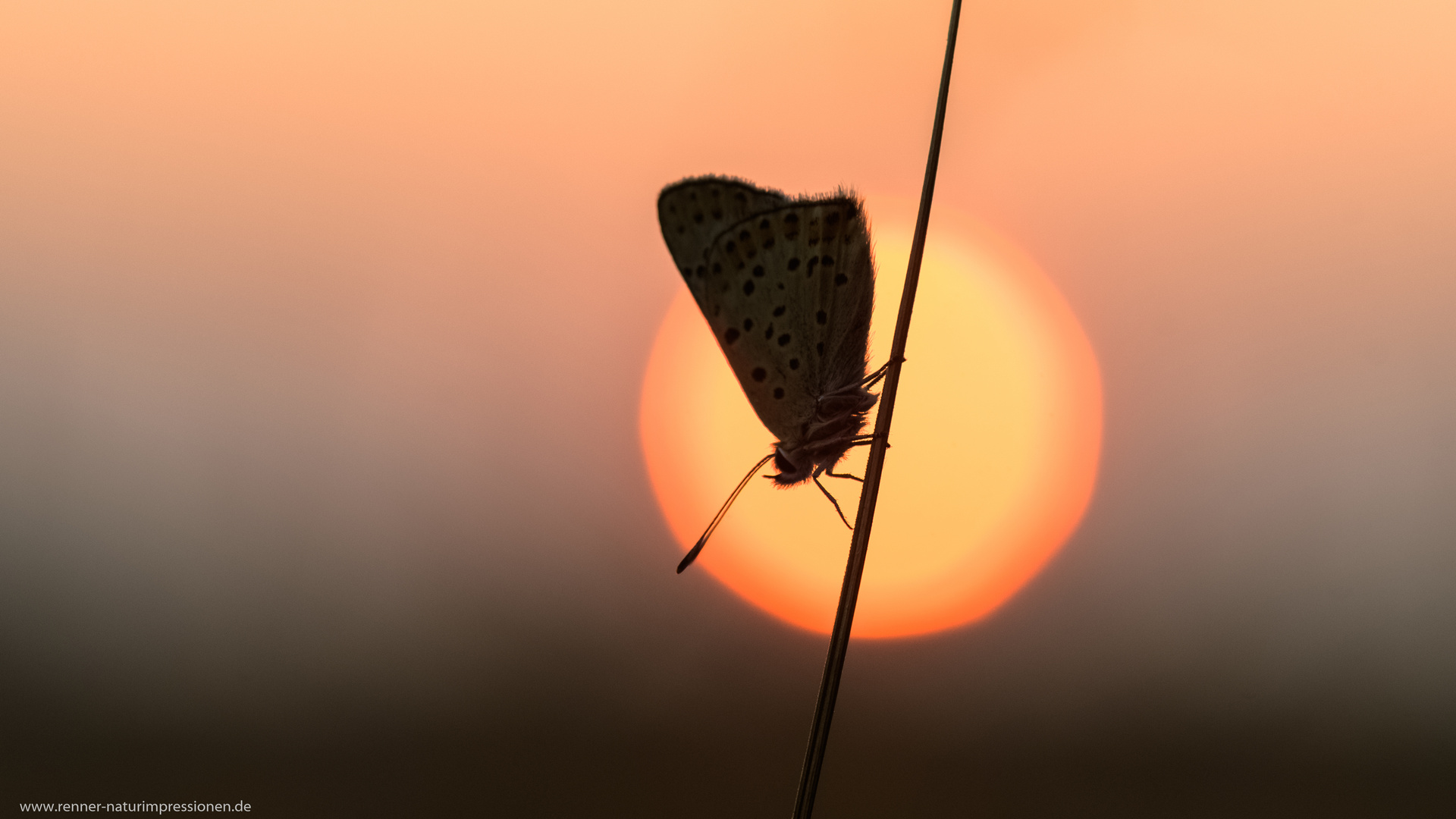 Heute beim Sonnenaufgang....