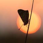 Heute beim Sonnenaufgang....