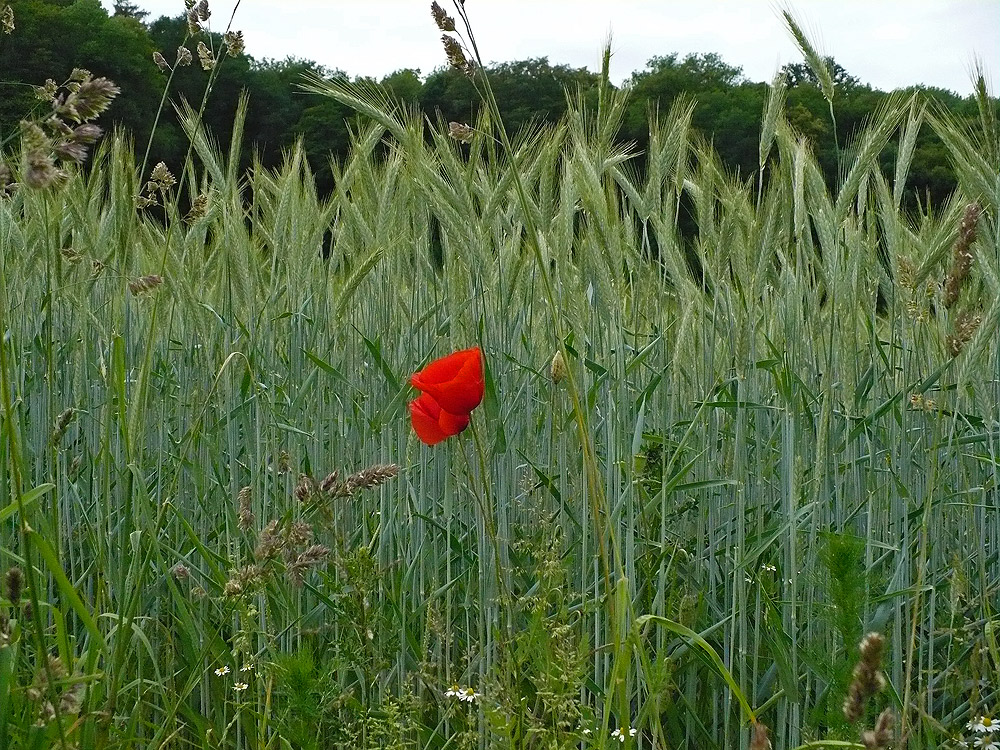 Heute beim Spaziergang...