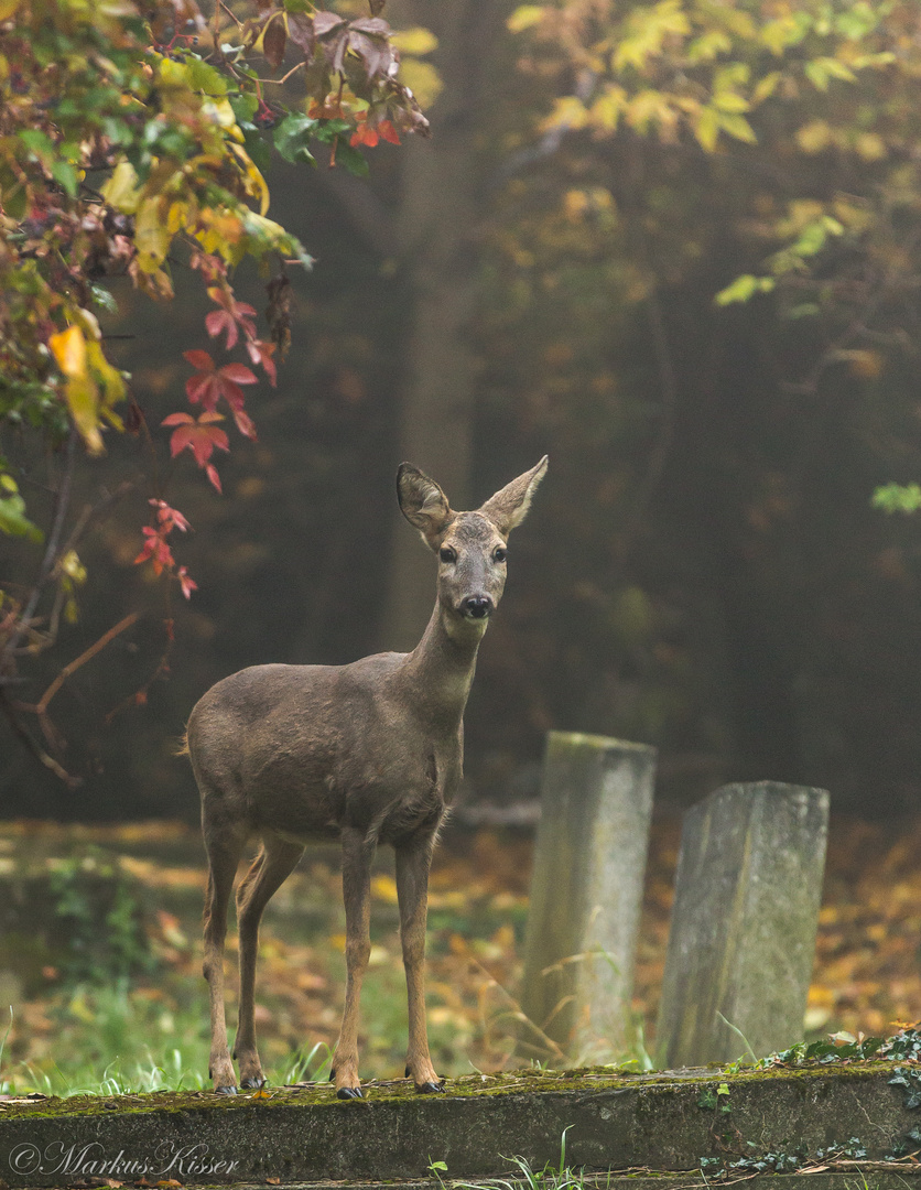 heute beim Spaziergang am Zentralfriedhof