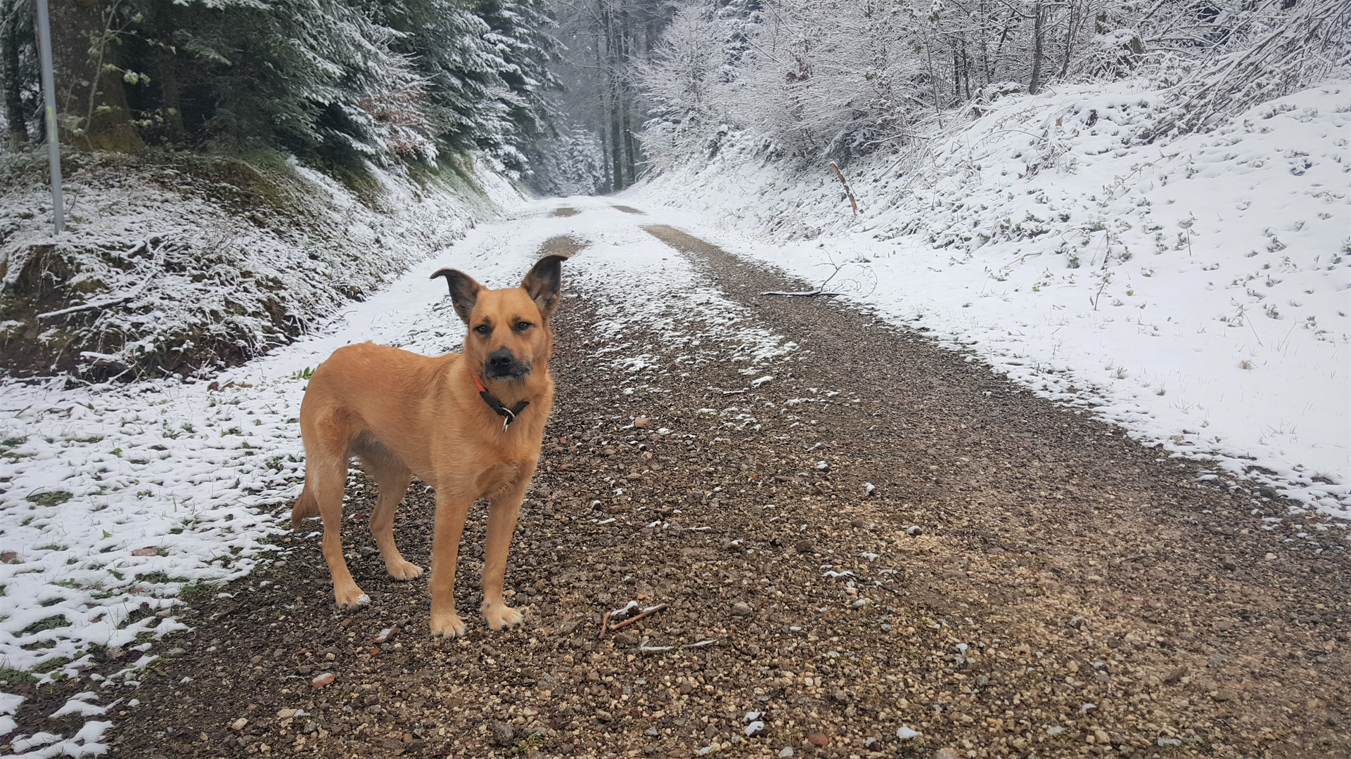 heute beim Spaziergang mit Luna