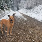 heute beim Spaziergang mit Luna