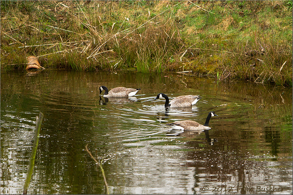 Heute: Besuch am Gartenteich