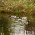 Heute: Besuch am Gartenteich