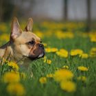 heute bin ich der Osterhase....