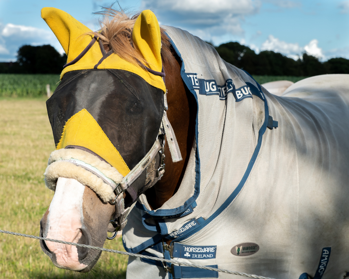 Heute bin ich Jockey