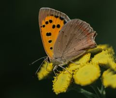 Heute bis zu 24° Plus - verrückte Natur..?