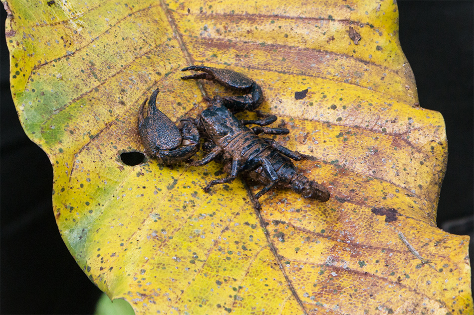 heute Blatt statt Blümchen