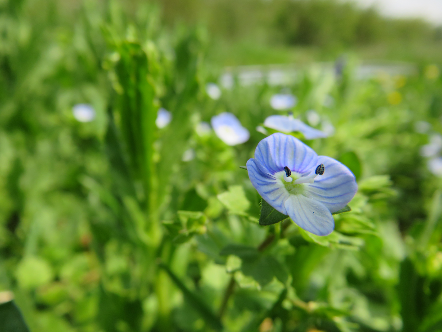 Heute blau.....