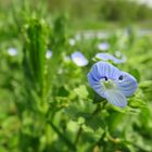 Heute blau.....