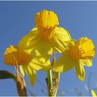 Heute: Blau-goldener Tag