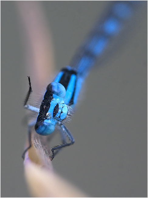 Heute blau, morgen blau ...