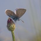 Heute blau ... morgen blau ...