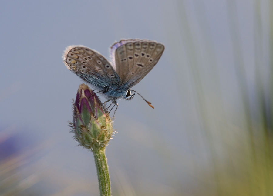 Heute blau ... morgen blau ...