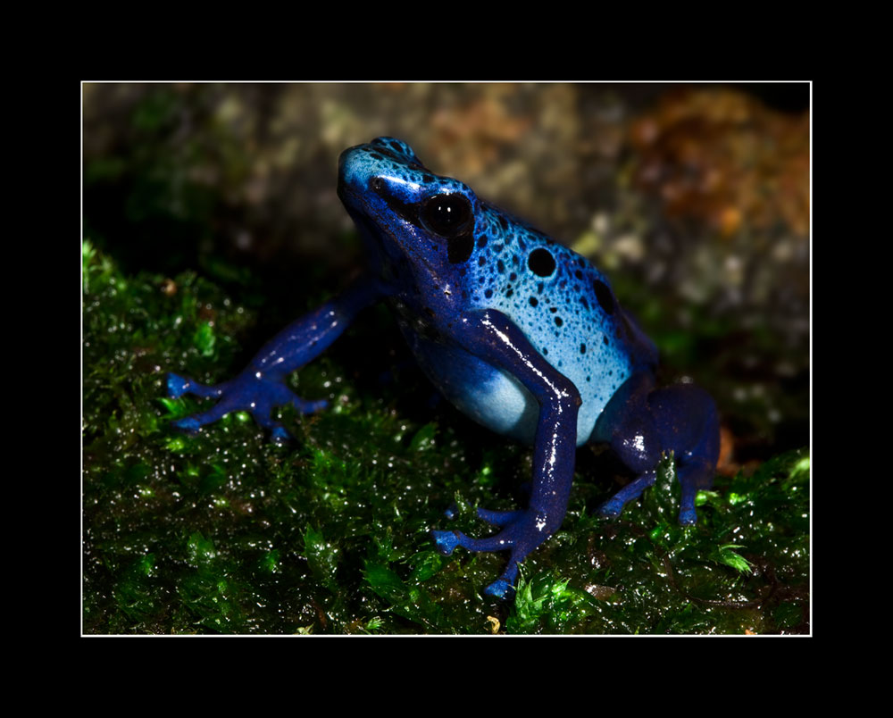 heute blau morgen blau übermorgen wieder....