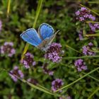 Heute blau, morgen blau und übermorgen.......