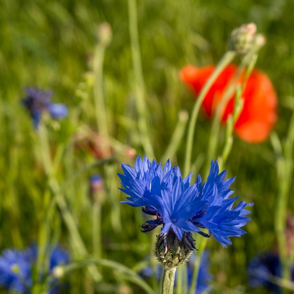 heute blau und morgen . . . 